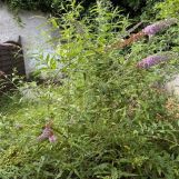 Vente maison à Roubaix - Ref.MTCRO1600 - Image 6